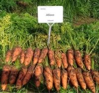 Курода / Шантане