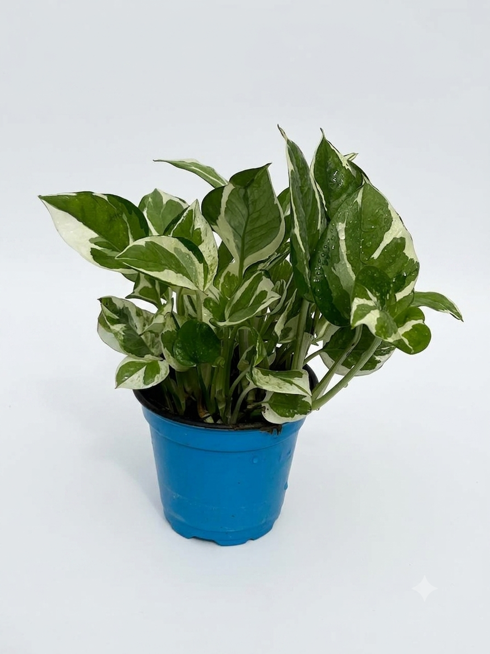 Эпипремнум Silver Pothos д.11