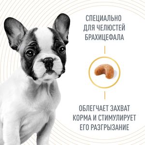 Корм для щенков собак породы французский бульдог, Royal Canin French Bulldog Puppy