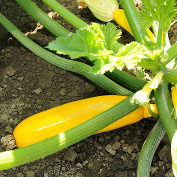 ЙЕЛЛОУФИН F1 семена кабачка Enza Zaden купить – фото 2
