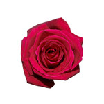 Экстаз (Extase) — самая душистая в мире роза