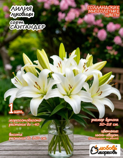 Лилия Луковица, Сантандер, 1шт