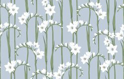 Gladiolus