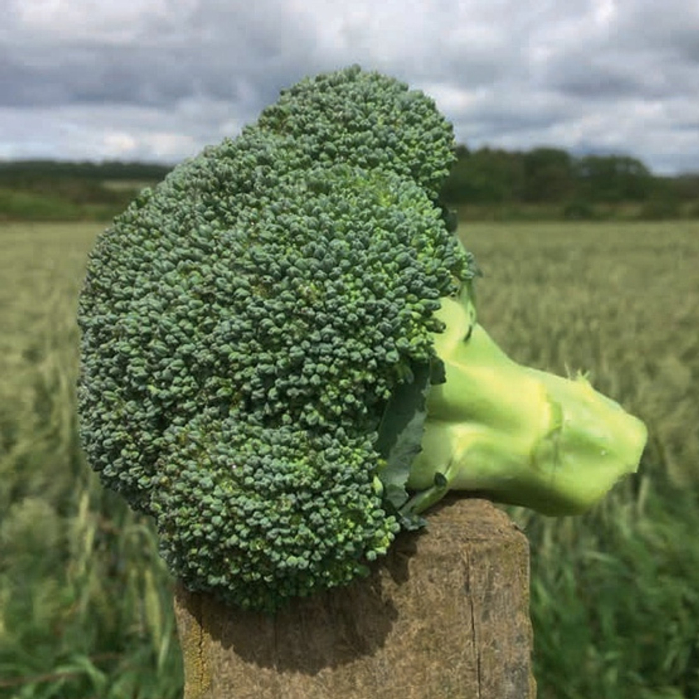 Титаниум F1 семена капусты брокколи (Seminis / Семинис)