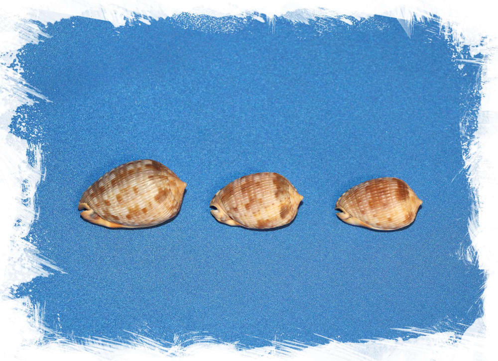 Ципрекассис тестикулус (Cypraecassis testiculus) разные экземпляры