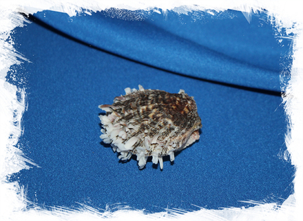 Китайский спондилус (Spondylus sinensis)