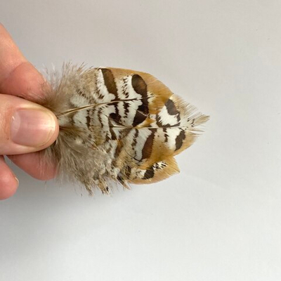 Перья королевского фазана натуральные 5-9 см. заостренные 5 шт. 2 сорт