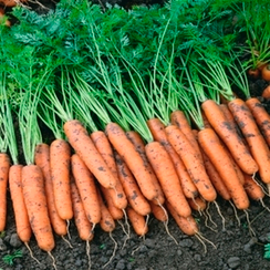 Ниагара F1 семена моркови нантской (Bejo / Бейо)