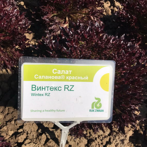 Винтекс семена салата хрустящего с сильно рассеченным листом – фото 7