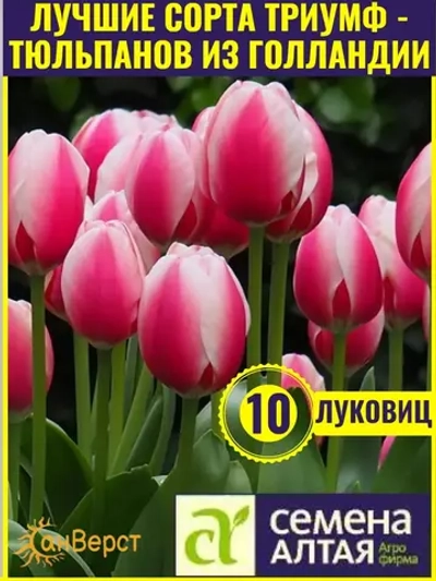 Тюльпаны луковицы многолетние морозостойкие крупные