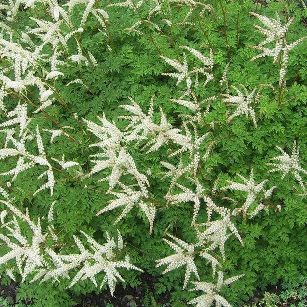 Волжанка кокорышелистная. Aruncus aethusifolius.