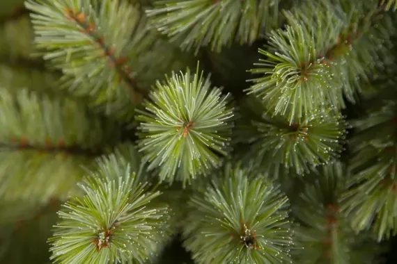 Ель Лесная красавица голубая 230 см., леска+пвх, Triumph Tree (73457)