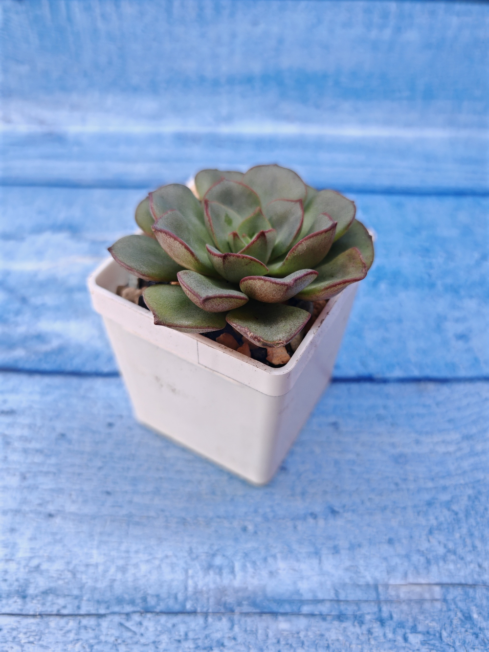 Echeveria Morani (Эхеверия)