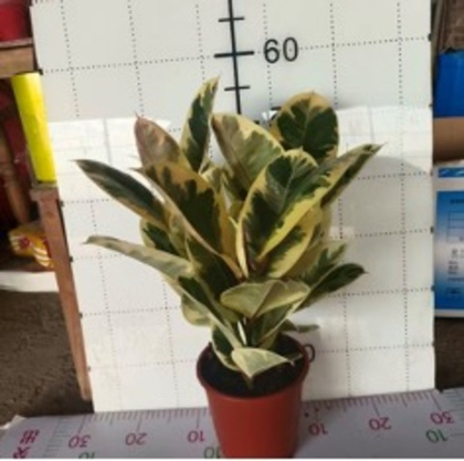 Фикус elastica д.18