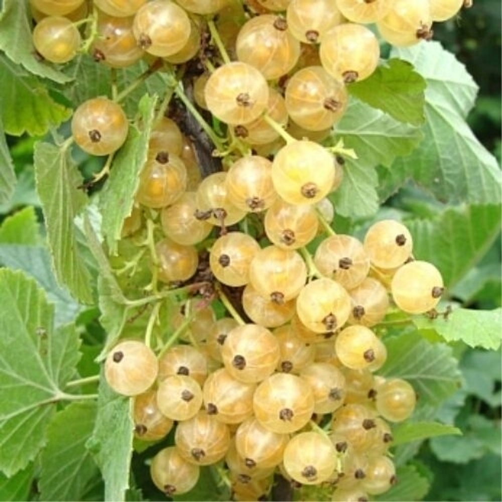 Смородина Голландская белая