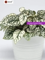 Гипоэстес сплеш Селект белый 18шт