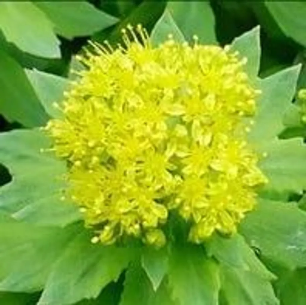 Корень родиолы розовой