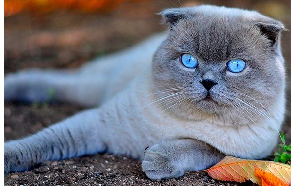 Британские ветеринары предлагают запретить разведение вислоухих кошек