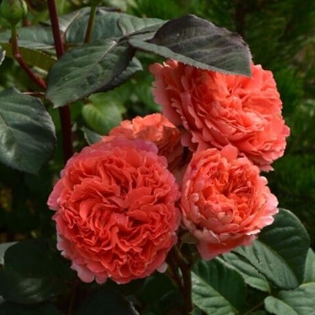 Этруска (Etrusca)