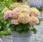 "Меджикал Джевел пинк" ("Magical Jewel Pink") С2 (2л)