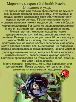 Морозник Черный махровый