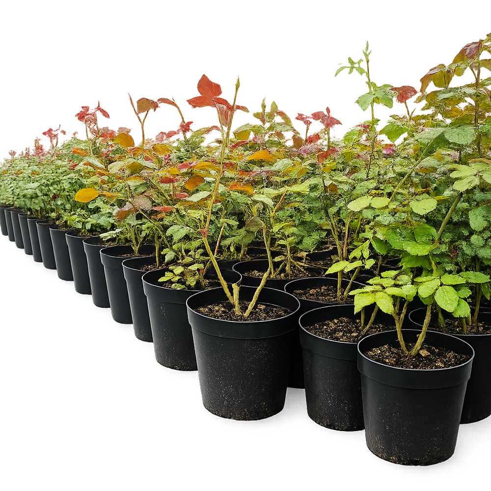 Роза шраб "Patte de Velours"