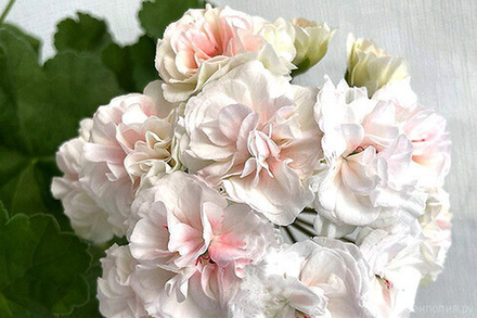 Пеларгония розебудная коллекционная ИВ Галина Уланова ОКС укорененный черенок