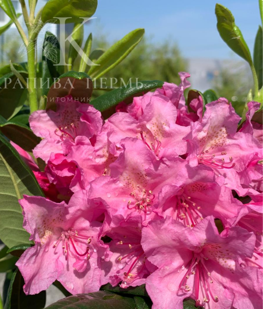Рододендрон гибридный Гаага 25-35 см Закупка М63 апрель 2026
