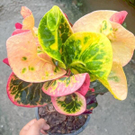 Кротон CHOMPHU PHANTHIP