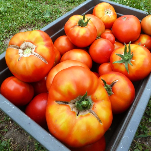 Помидоры Ранние Лабрадор