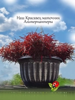 Альтернантера ампельная красная