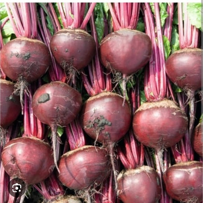 Свекла столовая Пабло F1 - Pablo F1 25000 семян