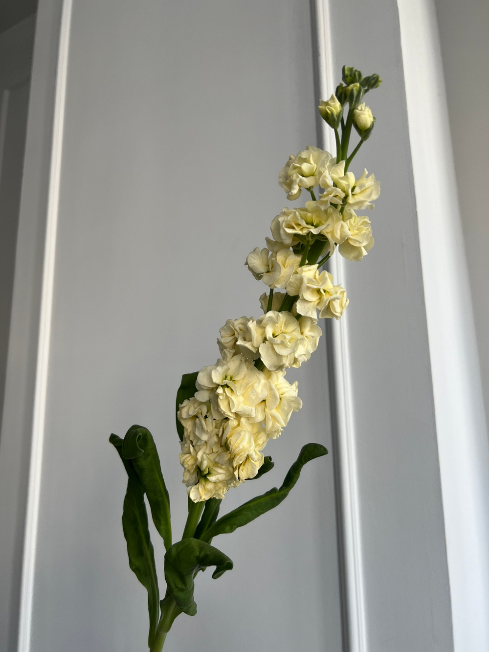 Маттиола лимонная