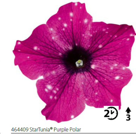 ЕВРО Петуния Startunia Purple Polar укореннный черенок ОКС февраль 26 Volmary
