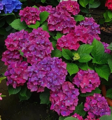 Royal Red Purple /Роял РэдПарпл (Стандарт поставки Р9)2025г.