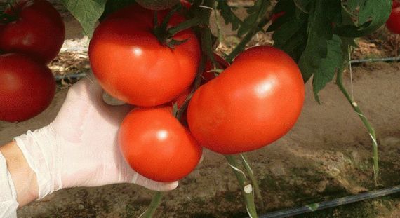 МАРТЭЗ F1 семена томата (Seminis | Alexagro)