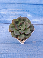 Echeveria Morani (Эхеверия)