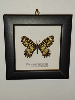 Поликсена в рамке