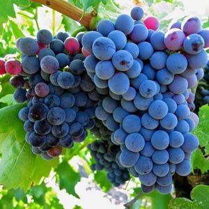 Гарнача или Гренаш (фр. Grenache) - красный сорт винограда