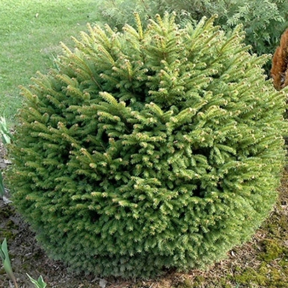 Ель обыкновенная (шар) С450  160/160