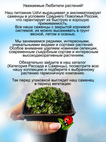 Камнеломка Капучино цветущая почвопокровная