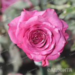 Роза чайно-гибридная Блю берри Садовита
