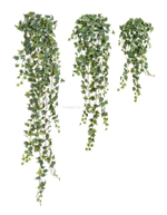 Английский плющ Олд Тэмпл зелёный