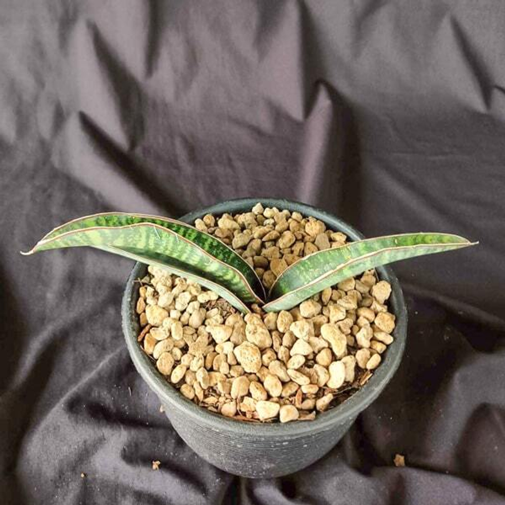 Сансевиерия WAENSO