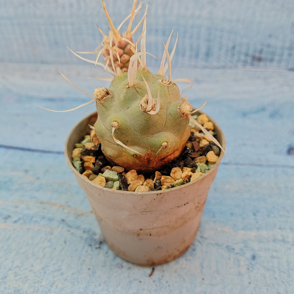 Tephrocactus Articulatus Papyracanthus (Тефрокактус)