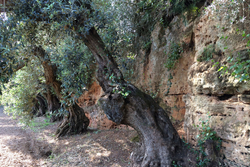 Оливковое масло CENTONZE Case Di Latomie, Reserva, Extra Virgin, темная бутылка 500 мл Италия