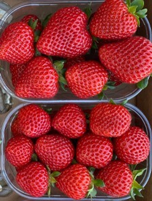 Петра ( Petra) . Италия.