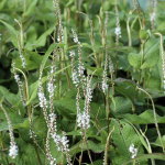 Горец свечевидный "Alba". Persicaria amplexicaulis "Alba".