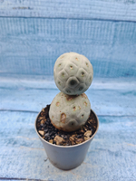 Tephrocactus Geometricus (Тефрокактус)