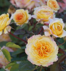 Роза Жорж Данжан Rosa Georges Denjean
